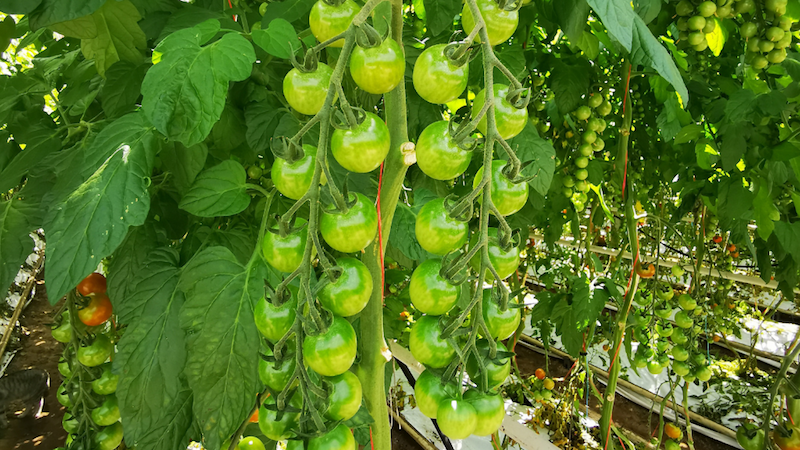 Jump Organic, biostimulator pentru creșterea mărimii și uniformității fructelor