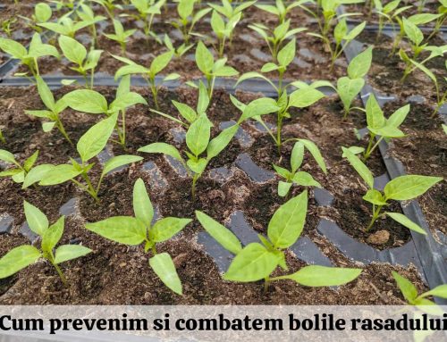 Cum prevenim si combatem bolile la rasadurile de legume