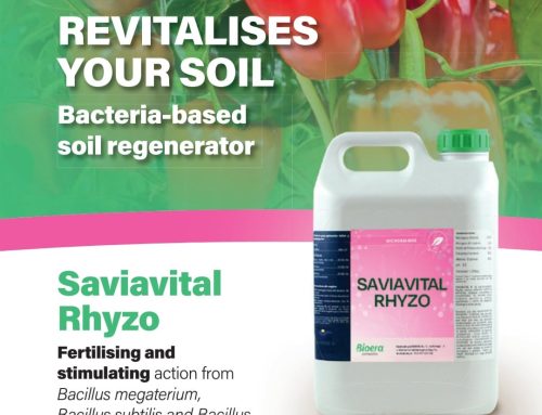 SAVIAVITAL RHYZO – ingrasamant organic lichid care revitalizeaza solul