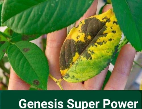 GENESIS SUPER POWER ingrasamant mineral care ofera protectie fungica plantelor