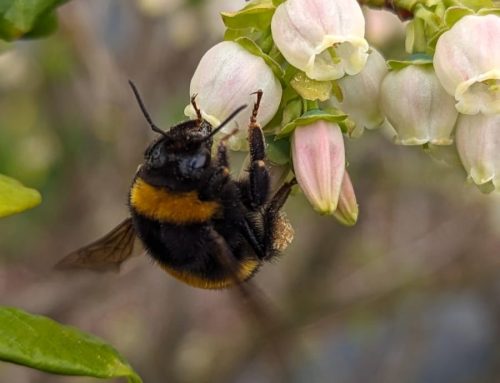 Polenizarea este decisiva in obtinerea de culturi profitabile! Atentie insa in aceasta perioada la alergiile provocate de intepaturile albinelor!
